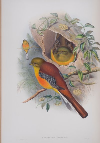 Harpactes Oreskios, Tafel aus Die Vögel von Großbritannien von John Gould, veröffentlicht 1862-73 von John Gould