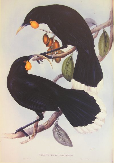 Huia-Paar Illustration von John Gould