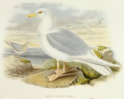 Isländische Möwe (Larus glaucoides), Gravur von John Gould