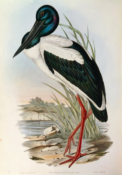 Illustration aus John Goulds "The Birds of Australia" darstellend Schwarzhalstorch Ephippiorhynchus asiaticus von John Gould