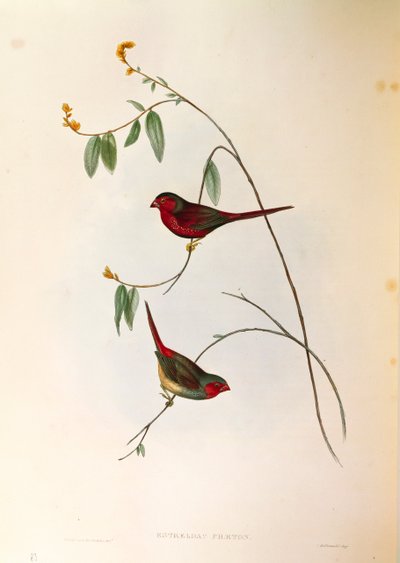 Illustration aus John Goulds "The Birds of Australia" darstellend Scharlachfink Neochmia phaeton, kolorierte Gravur von John Gould