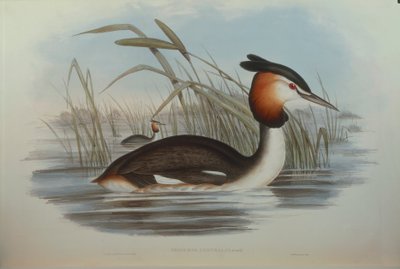 Illustration aus John Goulds "The Birds of Australia" darstellend Haubentaucher von John Gould