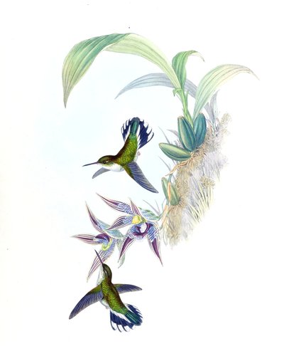 Illustration von Phlogophilus hemileucurus auf Paphinia cristata (Orchidee) von John Gould