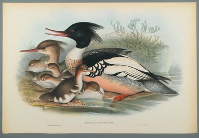 Mittelsäger von John Gould