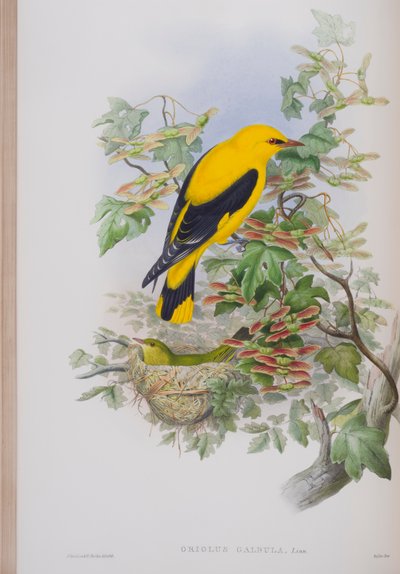 Oriolus Galbula, Tafel aus Die Vögel von Großbritannien von John Gould, veröffentlicht 1862-73 von John Gould