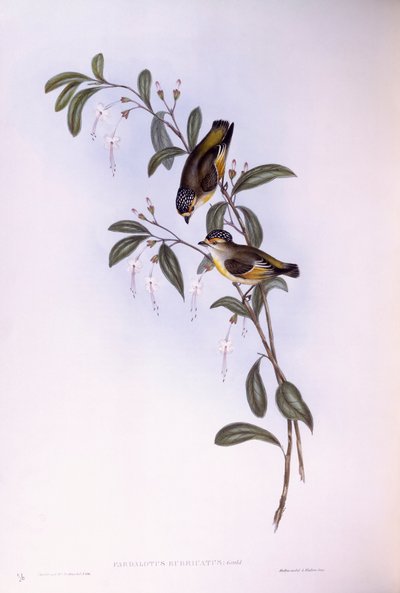 Rotbrauen-Pardalote (Pardalotus rubricatus) von John Gould