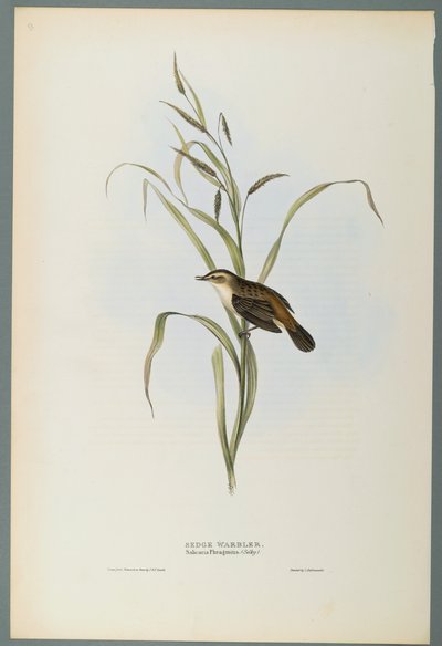Salicaria Phragmatis: Schilfrohrsänger von John Gould