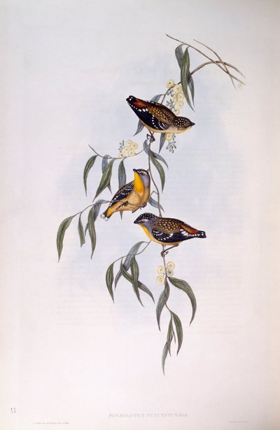 Gefleckter Pardalote (Pardalotus punctatus), Gravur von John Gould von John Gould