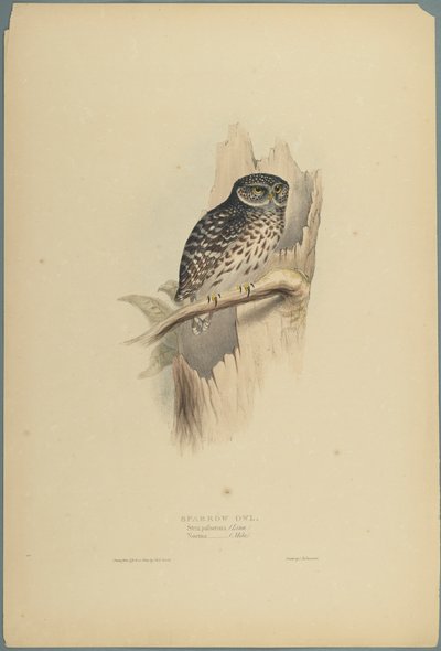 Waldkauz von John Gould