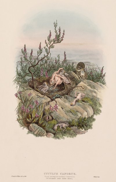 Die Vögel Großbritanniens: Cuculus canorus von John Gould