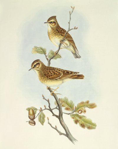 Heidelerche (Lullula arborea), Gravur von John Gould von John Gould
