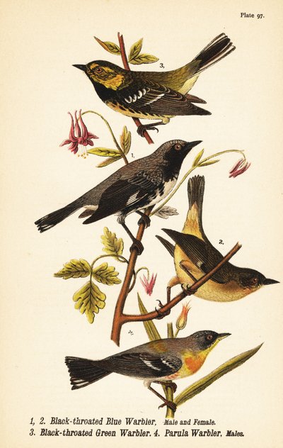 Schwarzkehl-Waldsänger, Setophaga caerulescens 1,2, Schwarzkehl-Grünwaldsänger, Setophaga virens 3 und Nordparula, Setophaga americana 4 von John James (after) Audubon