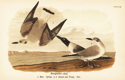 Bonapartemöwe, Chroicocephalus philadelphia, Männchen im Frühling 1, Weibchen 2 und Jungvögel 3 im Herbstgefieder von John James (after) Audubon