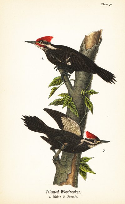 Helmspecht, Dryocopus pileatus, Männchen 1, Weibchen 2 von John James (after) Audubon