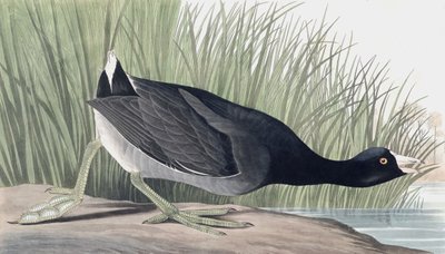 Amerikanisches Blässhuhn, Fulica Americana, aus "The Birds of America" von John J. Audubon, veröffentlicht 1827-38 von John James Audubon