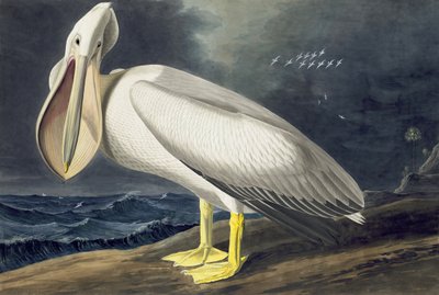 Amerikanischer Weißer Pelikan, Pelecanus Erythrorhynchos, aus "The Birds of America" von John J. Audubon, veröffentlicht 1827-38 von John James Audubon