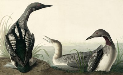 Prachttaucher, Colymbus Arcticus, aus "Die Vögel Amerikas" von John J. Audubon, veröffentlicht 1827-38 von John James Audubon
