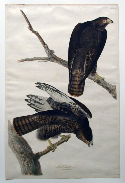  von John James Audubon