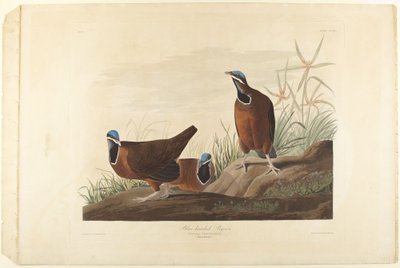  von John James Audubon