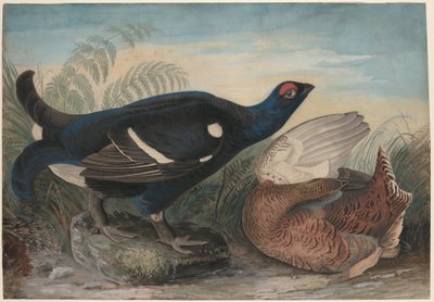 Englische Birkhühner von John James Audubon