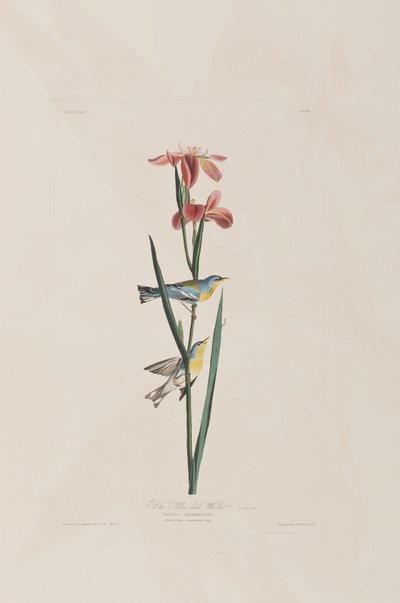 Illustration aus 