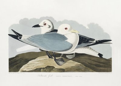 Dreizehenmöwe aus Birds of America (1827) von John James Audubon