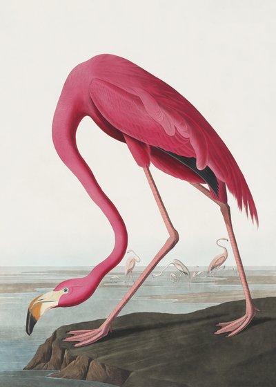 Rosa Flamingo II aus Birds of America (1827) von John James Audubon