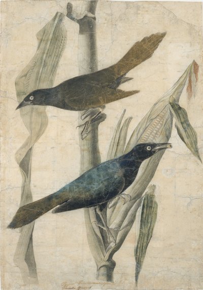 Purpurgrackel, frühes bis mittleres 19. Jahrhundert von John James Audubon
