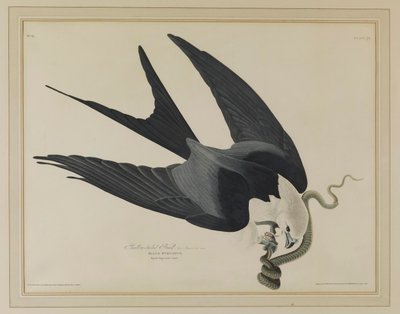  von John James Audubon