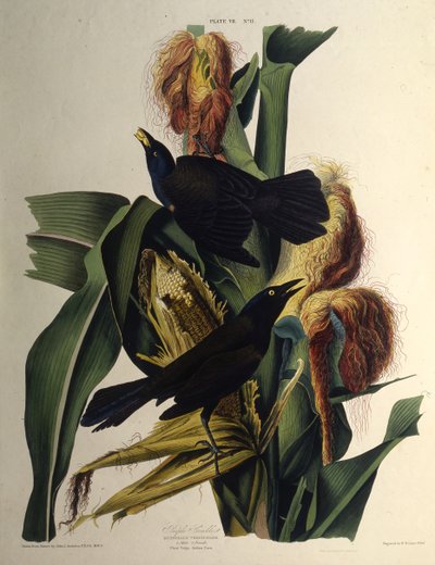 Der gemeine Grackel. Aus Die Vögel Amerikas, 1827-1838 von John James Audubon