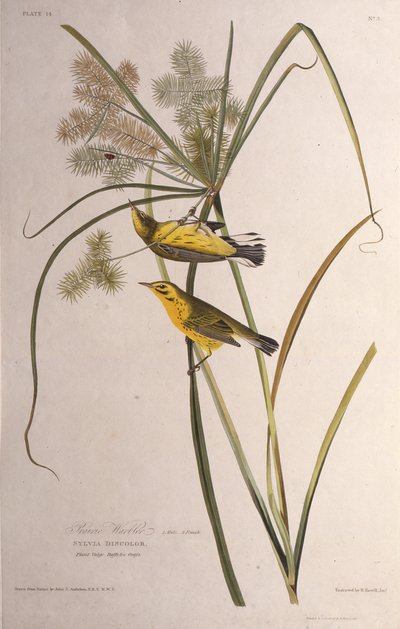 Der Präriewaldsänger. Aus Die Vögel Amerikas, 1827-1838 von John James Audubon