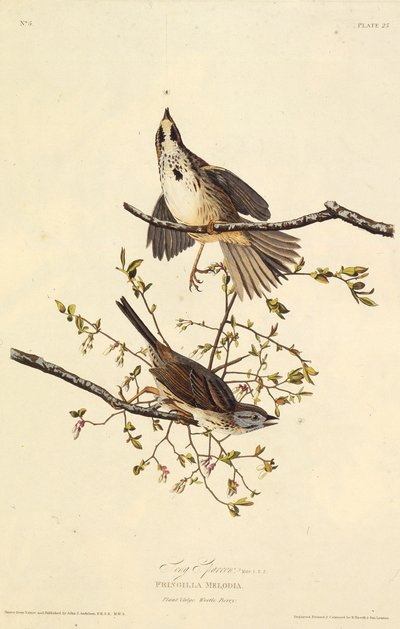 Der Singammer. Aus Die Vögel Amerikas von John James Audubon