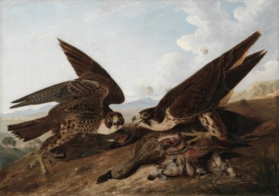 Wanderfalken (Entenbussarde) von John James Audubon