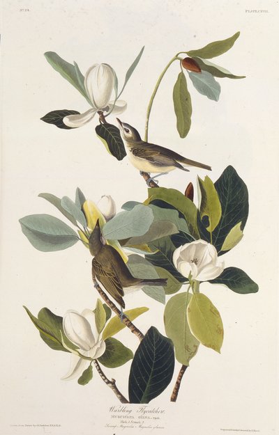 Warbling Flycatcher. Aus Die Vögel Amerikas von John James Audubon