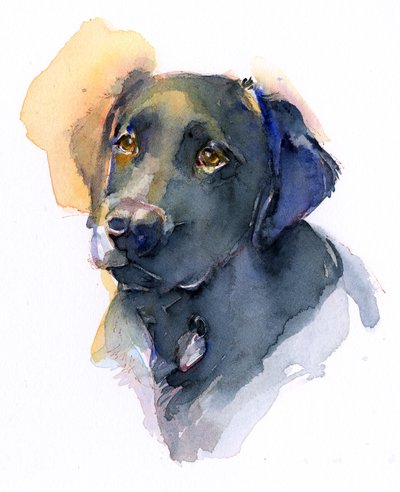 Schwarzer Labrador von John Keeling