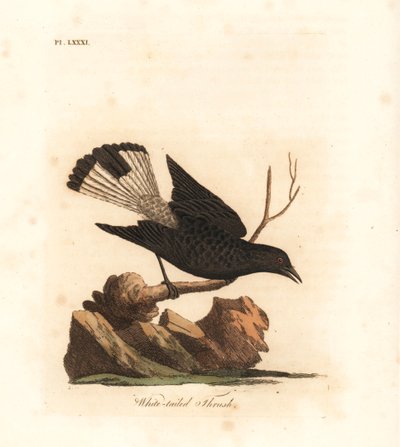 Schwarzkehl-Wheatear, Oenanthe leucura (Weißschwanzdrossel, Turdus leucurus). Handkolorierte Kupferplatte gezeichnet und graviert von John Latham aus seiner eigenen A General History of Birds, Winchester von John Latham