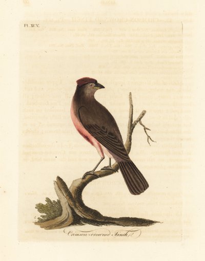 Birkenzeisig, Carduelis flammea (Crimson-crowned Fink, Fringilla flammea). Handkolorierte Kupferplatte, gezeichnet und graviert von John Latham aus seiner eigenen A General History of Birds, Winchester von John Latham