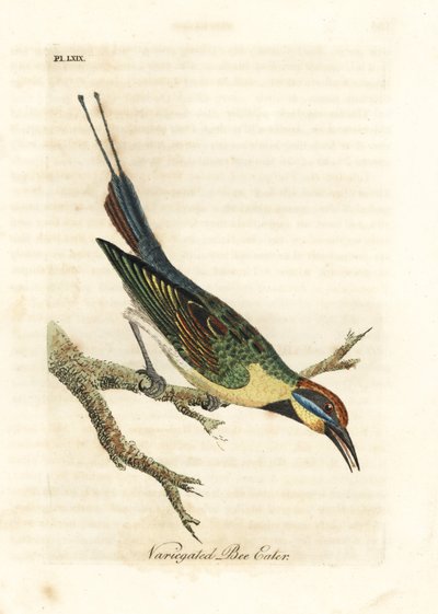 Regenbogen-Bienenfresser, Merops ornatus (Variegated Bienenfresser). Australien. Handkolorierte Kupferplatte, gezeichnet und graviert von John Latham aus seiner eigenen A General History of Birds, Winchester von John Latham