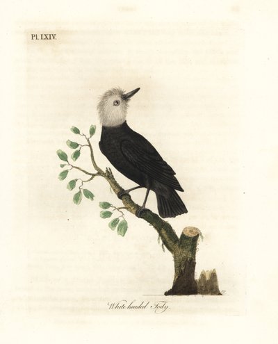 Weißkopf-Marschtyrant, Arundinicola leucocephala (Weißkopf-Tody, Todus leucocephalus). Handkolorierte Kupferplatte, gezeichnet und graviert von John Latham aus seiner eigenen A General History of Birds, Winchester von John Latham