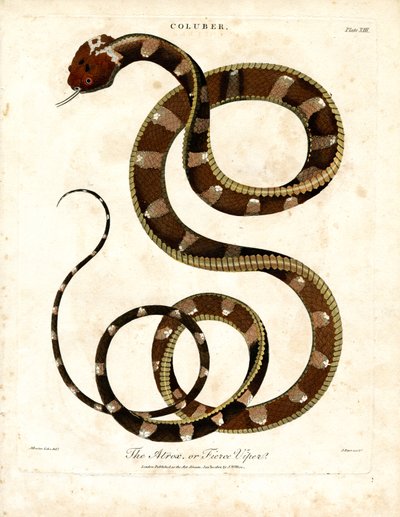 Afrikanische Viper (Coluber) von John Pass