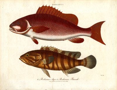 Bodianus - Zwei Arten von Meerbarschen von John Pass