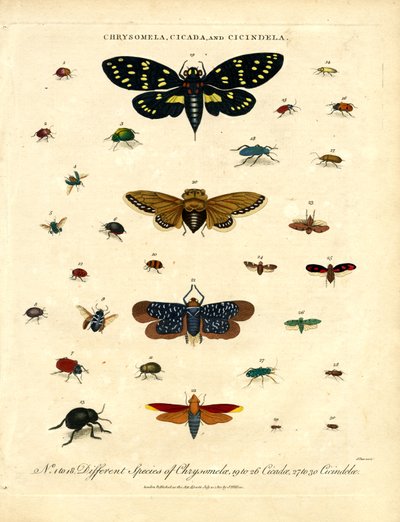 Chrysomela; Zikade und Cicindela von John Pass