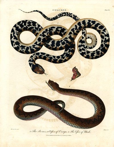 Coluber: Europäische Viper und Viper von Rhodos von John Pass