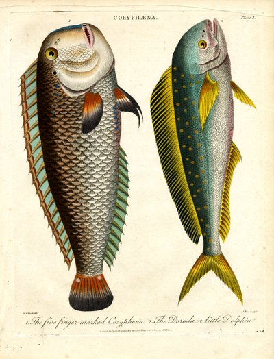 Coryphaena-Arten: Fünf Finger-markierte Coryphaena und Kleiner Delfin von John Pass