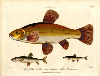 Cyprinus: Goldschleie, Gründling und Elritze von John Pass