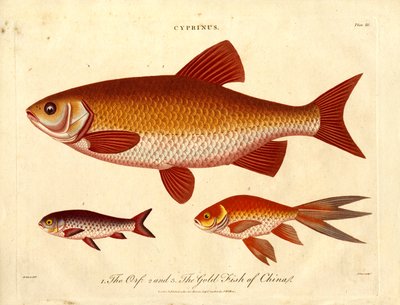 Cyprinus: Orfe und Goldfisch aus China von John Pass