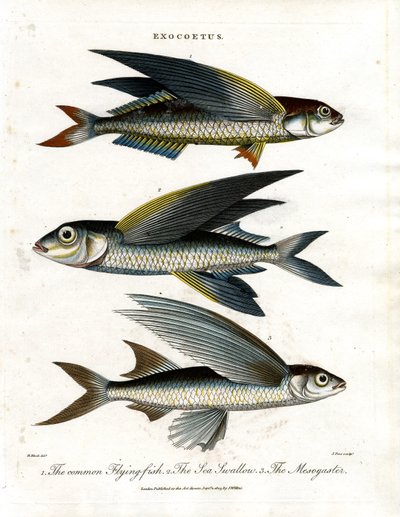 Exocoetus: Fliegender Fisch von John Pass