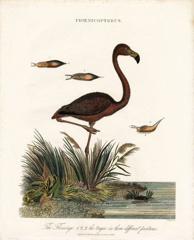Flamingo von John Pass
