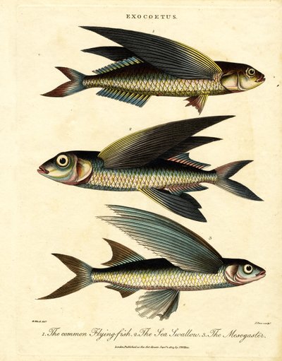 Fliegender Fisch von John Pass