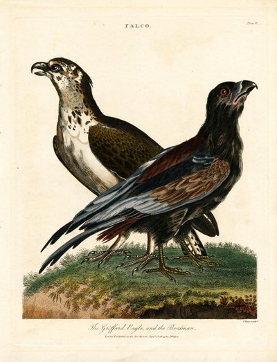 Griffard-Adler und der Fährmann von John Pass